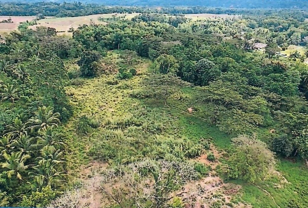 KNOLLIS , BOG WALK, ST CA, Knollis, St. Catherine