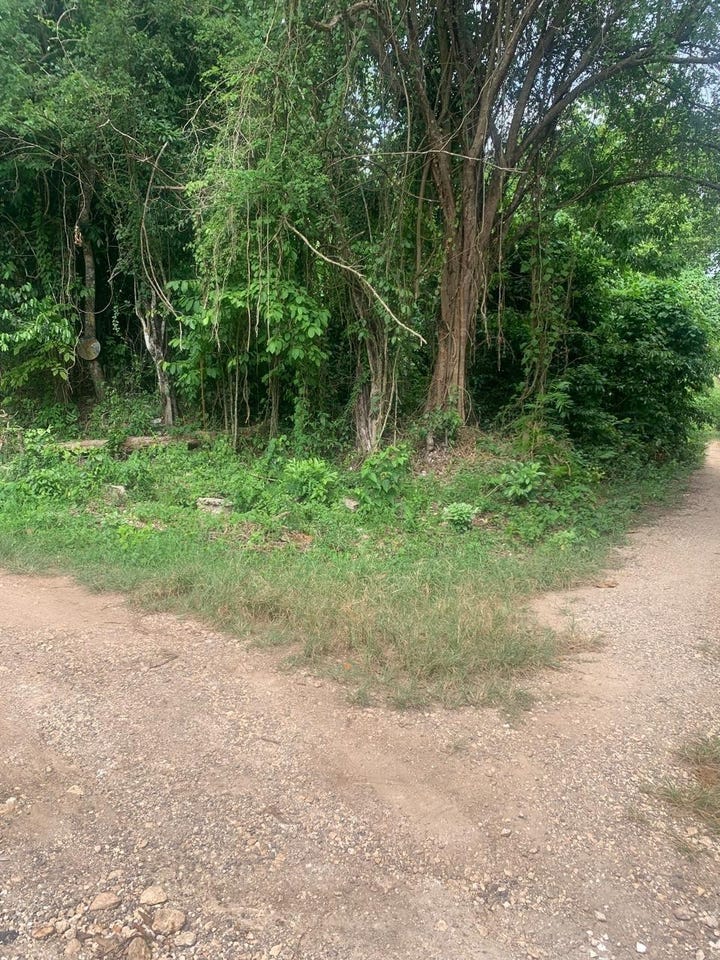 PUIE DRIVE AND CASHEW CLO