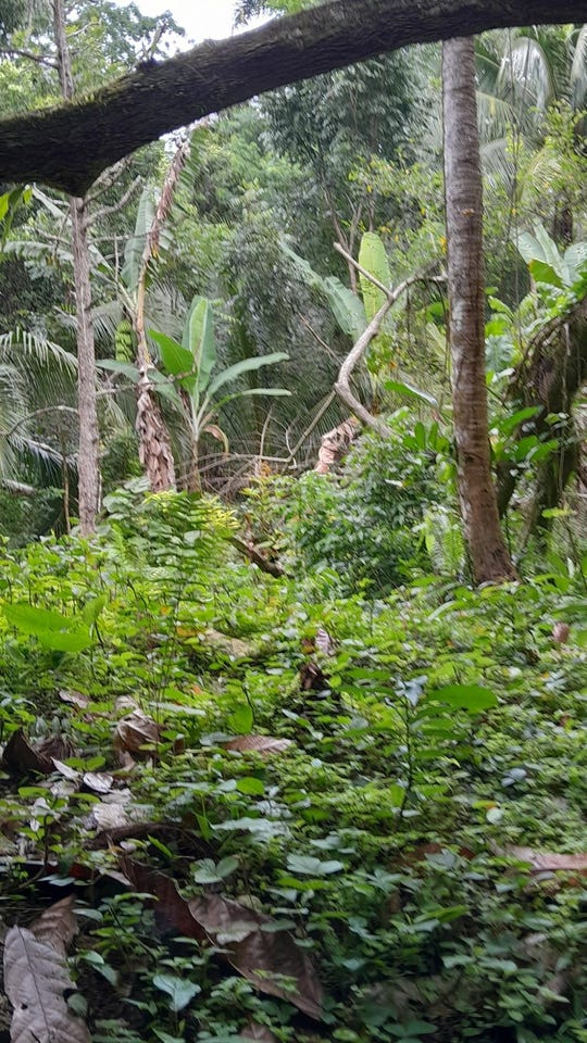 AIRY CASTLE, WARD RIVER