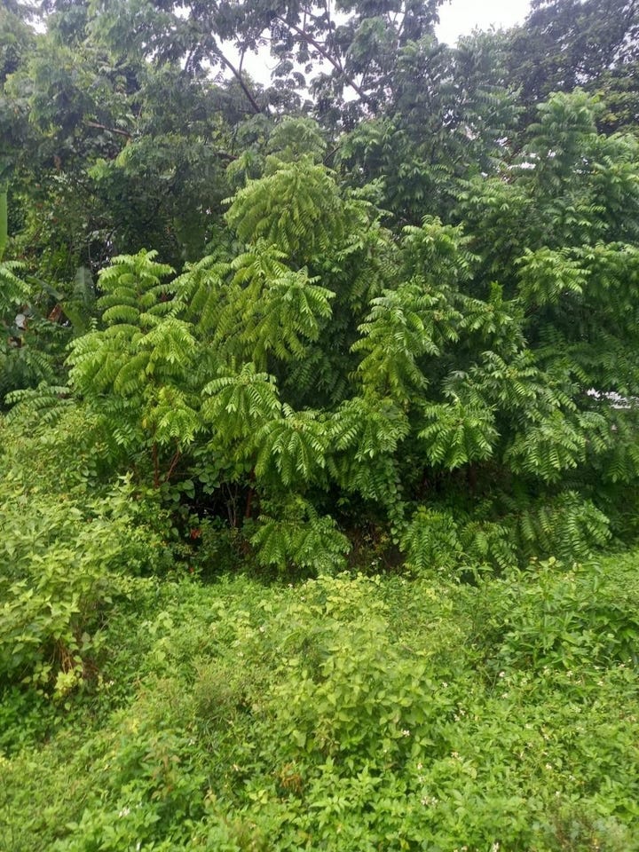 CULLODEN, WHITEHOUSE