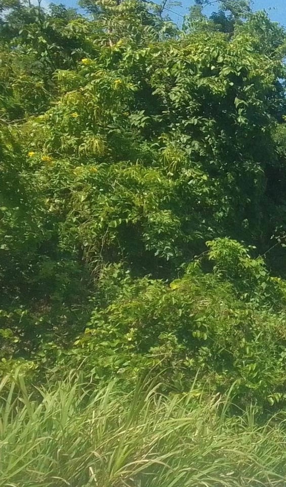 LAND PART OF CLERMONT DUN