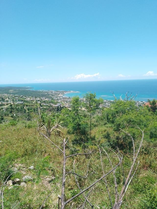 CULLODEN, WHITEHOUSE, WES lot: 186, WHITEHOUSE, Westmoreland