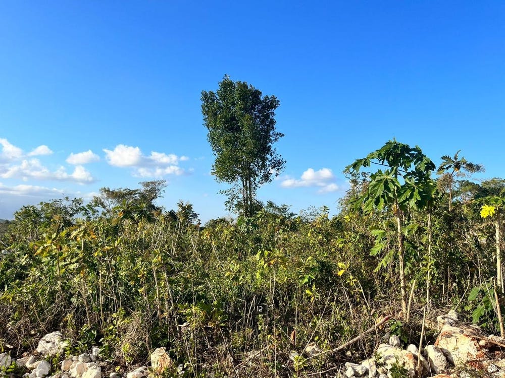 XFHV+MWV, Knockpatrick, Jamaica, Knockpatrick, Manchester Parish