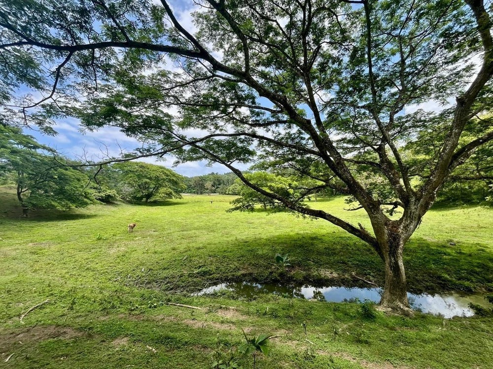 LAND PART OF RILEY, LUCEA